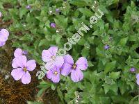 Aubrieta deltoidea (L.) DC.