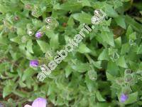 Aubrieta deltoidea (L.) DC.