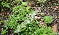 Saxifraga x urbium Webb. (Saxifraga spathularis x umbrosa)