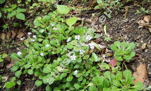Saxifraga x urbium Webb. (Saxifraga spathularis x umbrosa)