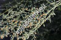 Artemisia absinthium L. (Absinthium officinale Brot.)