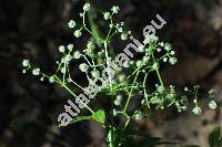 Galium odoratum (L.) Scop. (Asperula odorata L.)