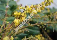 Mahonia bealei (Fort.) Carr. (Berberis bealei Fort., Mahonia japonica var. bealei (Fort.) Fedde)