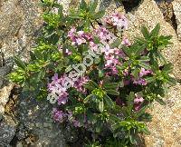 Daphne sericea Vahl (Daphne collina Dicks. ex Sm., Daphne vahlii Keissl., Thymelaea)