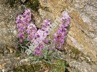 Matthiola valesiaca (Gay ex Gaud.) Boiss.