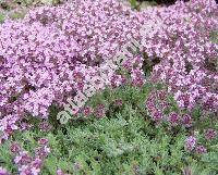 Thymus doerfleri Ronnig. (Thymus karadzicensis var. doerfleri  (Ronnig.) Matevski et Micevski)