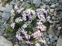 Daphne arbuscula (Daphne arbuscula elak., Thymelaea)