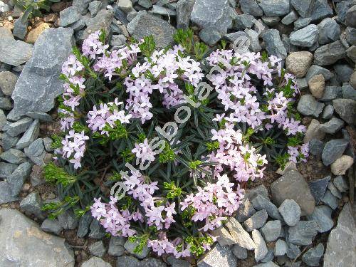 Daphne arbuscula (Daphne arbuscula elak., Thymelaea)