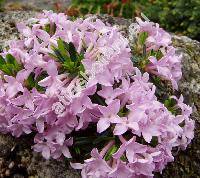 Daphne arbuscula (Daphne arbuscula elak., Thymelaea)