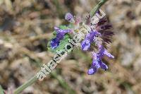 Nepeta racemosa Lamk. (Nepeta mussinii Henck.)