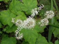 Tiarella cordifolia L. (Tiarella  macrophylla Small)