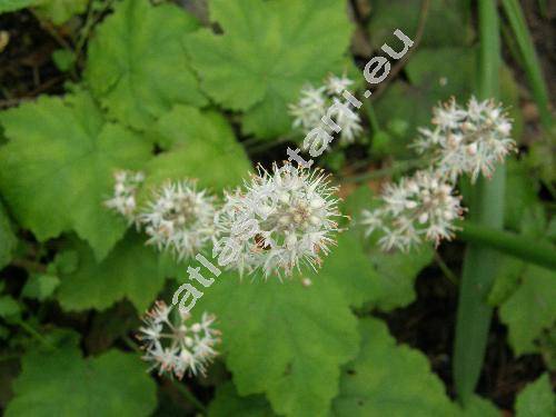 Tiarella cordifolia L. (Tiarella  macrophylla Small)