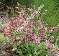 Silene pygmaea Adams (Silene pygmaea Adams-unresolved)