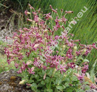 Silene pygmaea Adams (Silene pygmaea Adams-unresolved)