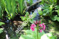 Primula japonica (Primula japonica Gray)