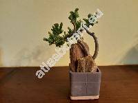 Crassula ovata 'Monstrosa'