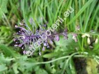 Muscari comosum (L.) Mill. (Leopoldia comosa (L.) Mill., Hyacinthus comosus L.)