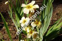 Sisyrinchium striatum Sm. (Phaiophleps nigricans (Phil.) Fost., Bermudiana, Badil lutescens Lodd., Moraea)