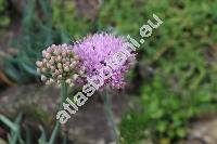 Allium senescens subsp. glaucum