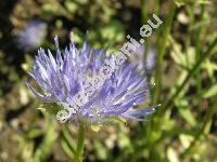 Jasione montana L.