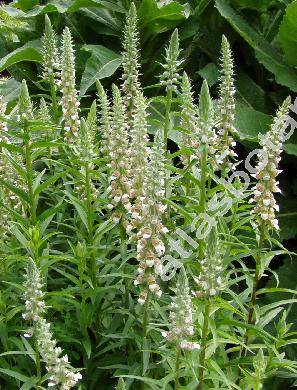 Digitalis lanata Ehrh.