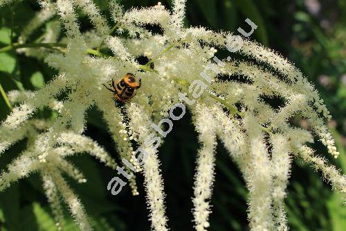 Aruncus vulgaris Rafin. (Aruncus sylvestris Kostel., Aruncus dioicus (Walt.) Fern., Spiraea aruncus L.)