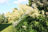 Aruncus vulgaris Rafin. (Aruncus sylvestris Kostel., Aruncus dioicus (Walt.) Fern., Spiraea aruncus L.)