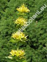 Gentiana lutea L. (Asteris lutea (L.) Borkh.)