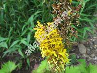 Ligularia przewalskii (Maxim.) Diels (Senecio przewalskii Maxim.)