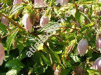 Campanula 'Pink Chimes' (Campanula punctata)