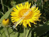 Inula oculus-christi L. (Aster oculus-christi (L.) Cav., Pentanema oculus-christi (L.) Gutt. Larr.)