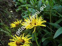 Inula hirta L. (Pulicaria hirta (L.) J. Presl et C. Presl, Ulina hirta (L.) Opiz, Ater hirtus Scop.)