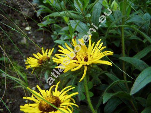 Inula hirta L. (Pulicaria hirta (L.) J. Presl et C. Presl, Ulina hirta (L.) Opiz, Ater hirtus Scop.)