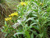 Inula hirta L. (Pulicaria hirta (L.) J. Presl et C. Presl, Ulina hirta (L.) Opiz, Ater hirtus Scop.)