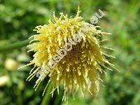 Cirsium erisithales (Cirsium erisithales (Jacq.) Scop.)