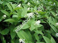 Maianthemum stellatum (L.) Link (Smilacina stellata (L.) Desf., Convallaria stellata L.)
