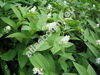 Maianthemum stellatum (L.) Link (Smilacina stellata (L.) Desf., Convallaria stellata L.)