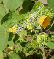 Abutilon theophrasti Med. (Sida abutilon L.)