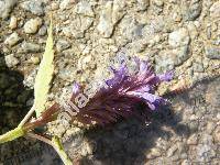 Agastache foeniculum (Pursh) Kuntze (Agastache anisata)