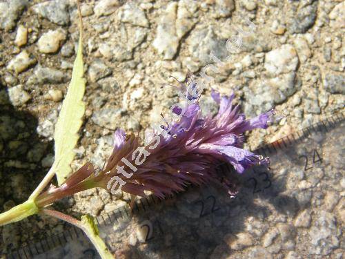 Agastache foeniculum (Pursh) Kuntze (Agastache anisata)