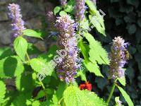 Agastache foeniculum (Pursh) Kuntze (Agastache anisata)