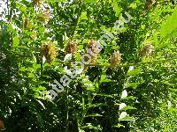 Glycyrrhiza echinata L. (Glycyrrhiza makedonica Boiss. et Orph.)