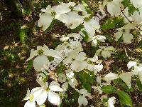 Cynoxylon floridum (L.) Jacks. (Cornus florida L., Benthamia florida (L.) Nakai, Benthamidia florida (L.) Spach, Cynoxylon floridum (L.) Britt. et Shaf.)