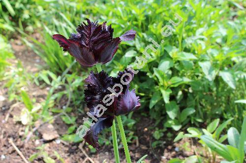 Tulipa greigii 'Black Parrot'