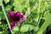 Tulipa 'Burgundy'