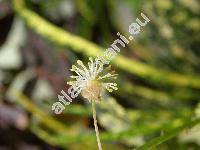 Codiaeum variegatum (Codiaeum pictum Hook., Croton variegatus L.)