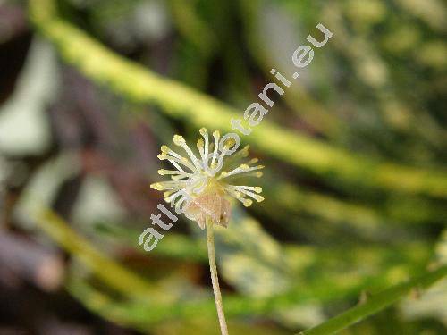 Codiaeum variegatum (Codiaeum pictum Hook., Croton variegatus L.)