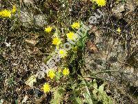 Crepis vesicaria L. (Crepis vesicaria subsp. taraxacifolia (Thuill.) Thell., Crepis polymorpha Pourr., Crepis bicolor Rchb., Crepis hiemalis Biv., Hieracioides vesicarium (L.) Kuntze, Barkhausia)