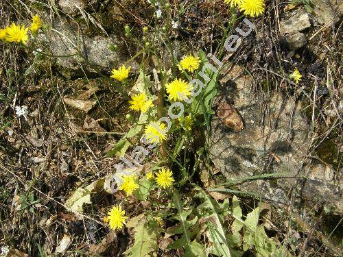 Crepis vesicaria L. (Crepis vesicaria subsp. taraxacifolia (Thuill.) Thell., Crepis polymorpha Pourr., Crepis bicolor Rchb., Crepis hiemalis Biv., Hieracioides vesicarium (L.) Kuntze, Barkhausia)