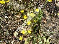 Crepis vesicaria L. (Crepis vesicaria subsp. taraxacifolia (Thuill.) Thell., Crepis polymorpha Pourr., Crepis bicolor Rchb., Crepis hiemalis Biv., Hieracioides vesicarium (L.) Kuntze, Barkhausia)